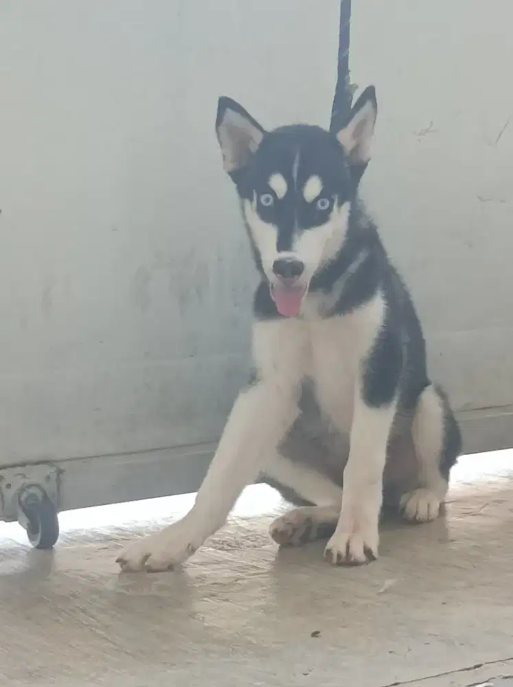 Husky puppies blue eye big bone