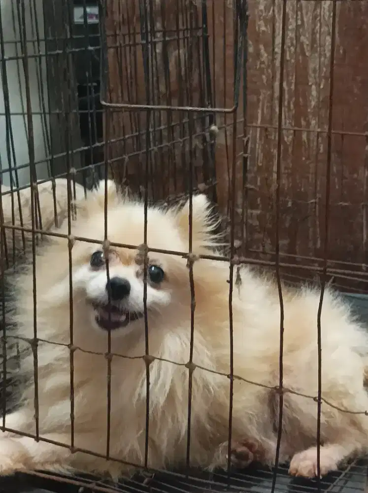 Minipom pomeranian betina party colour