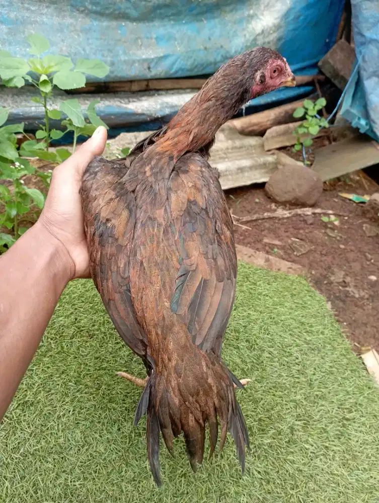 Ayam klasik ekor lidi