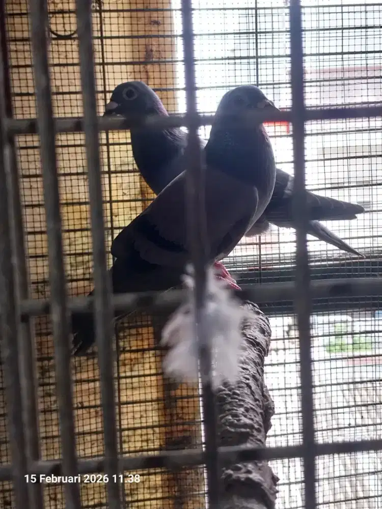 Dijual sepasang merpati pos bkn dara lahore kipas jacobin kolong