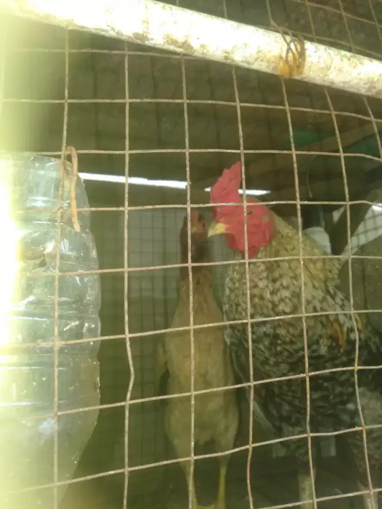 Paket lebaran ayam kampung