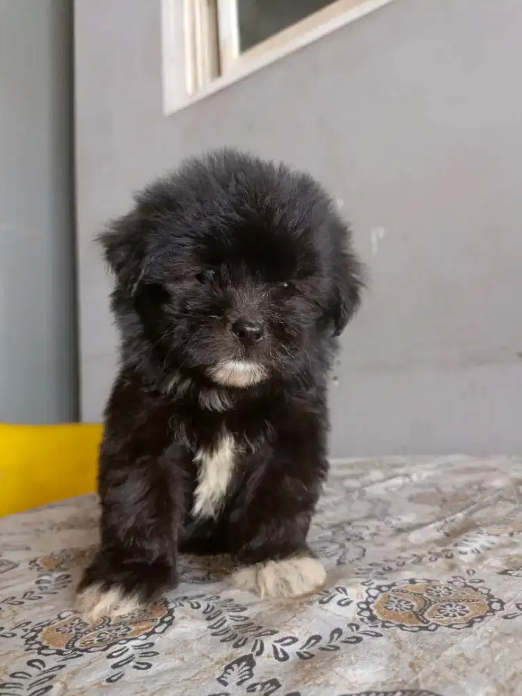 Jual murah maltipo betina