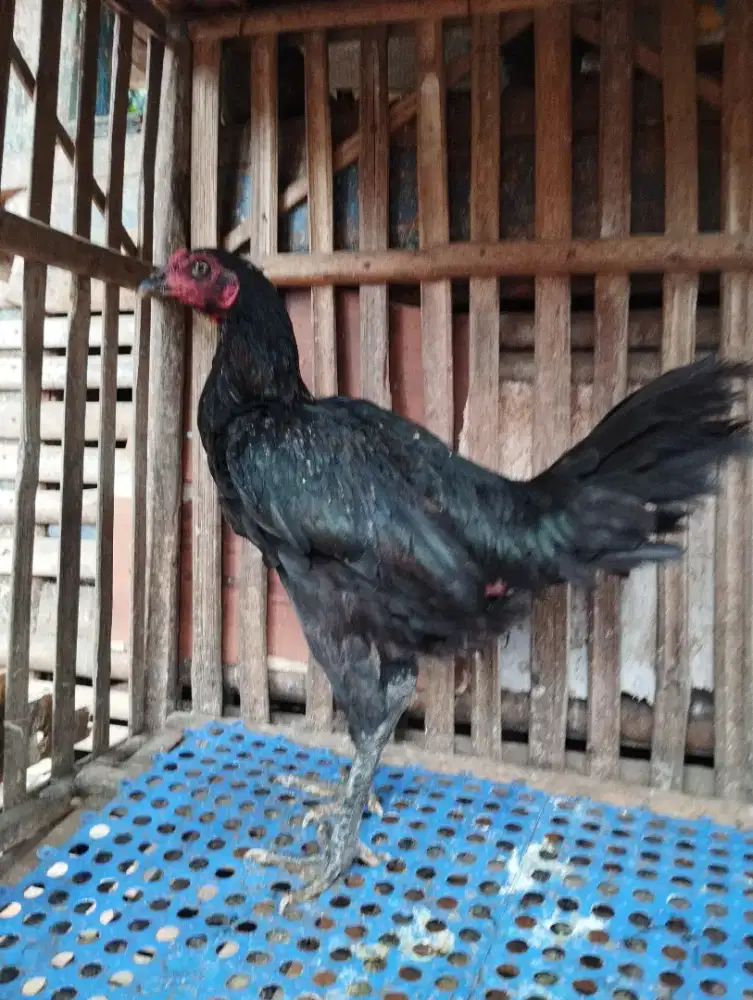 Dijual Ayam Biang Pama Ninja x Pama Mr.tikz