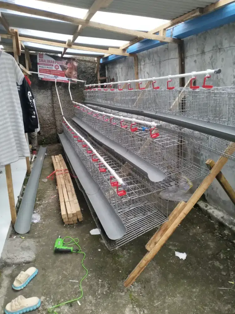 Kandang Galvanis Ayam Petelur