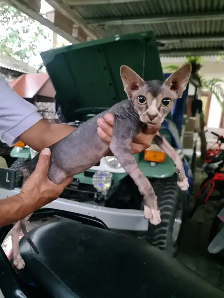 Kucing persia peaknose Sphynx