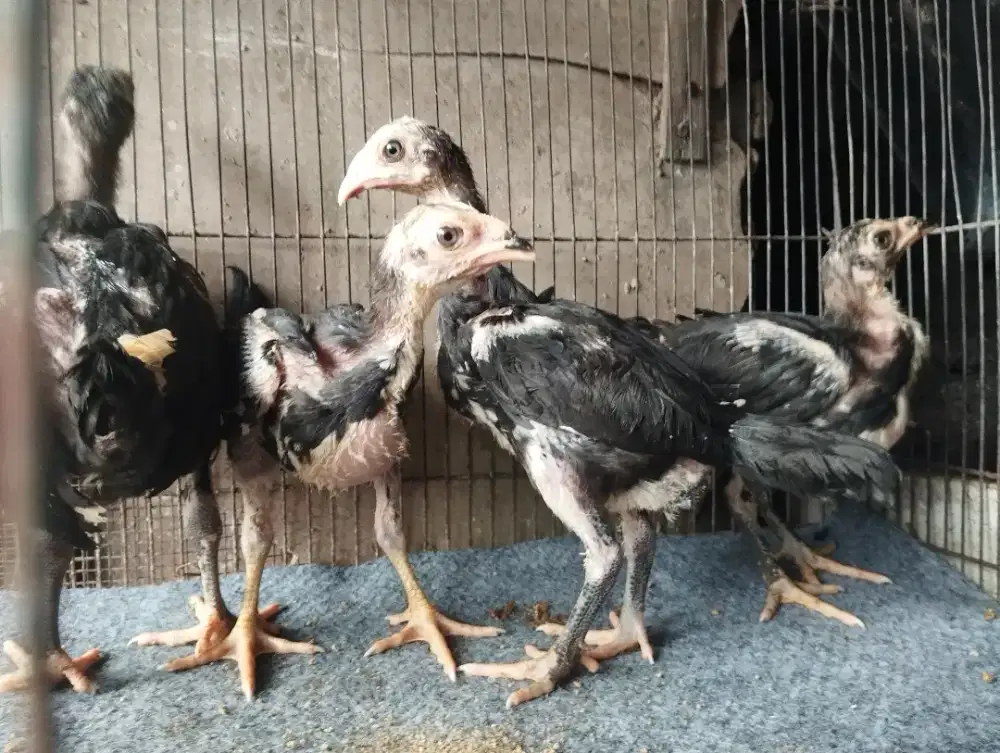 Dijual Anakan Ganoi kaki ubed Black Warrior