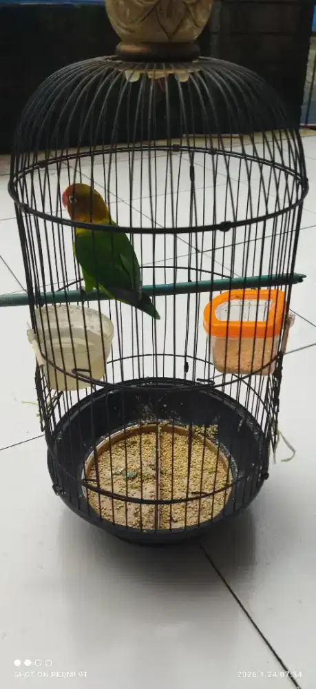 Saya jual bu jual lovebird lok kampung makasar jakarta timur