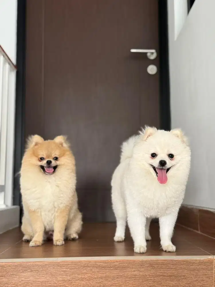 supermini pom jantan betina