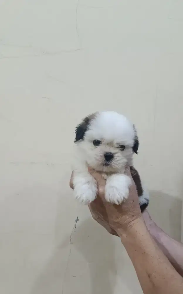 Mini Shihtzu Jantan Cucu Import Brazil