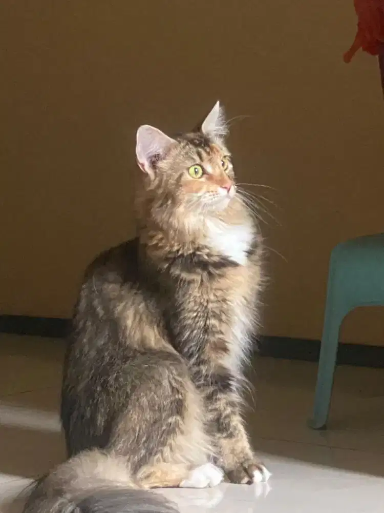 Kucing mencoon×perisa