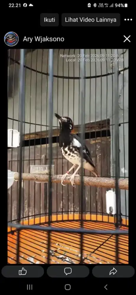 Burung anis kembang gacor tt/bt ocean lain monggo