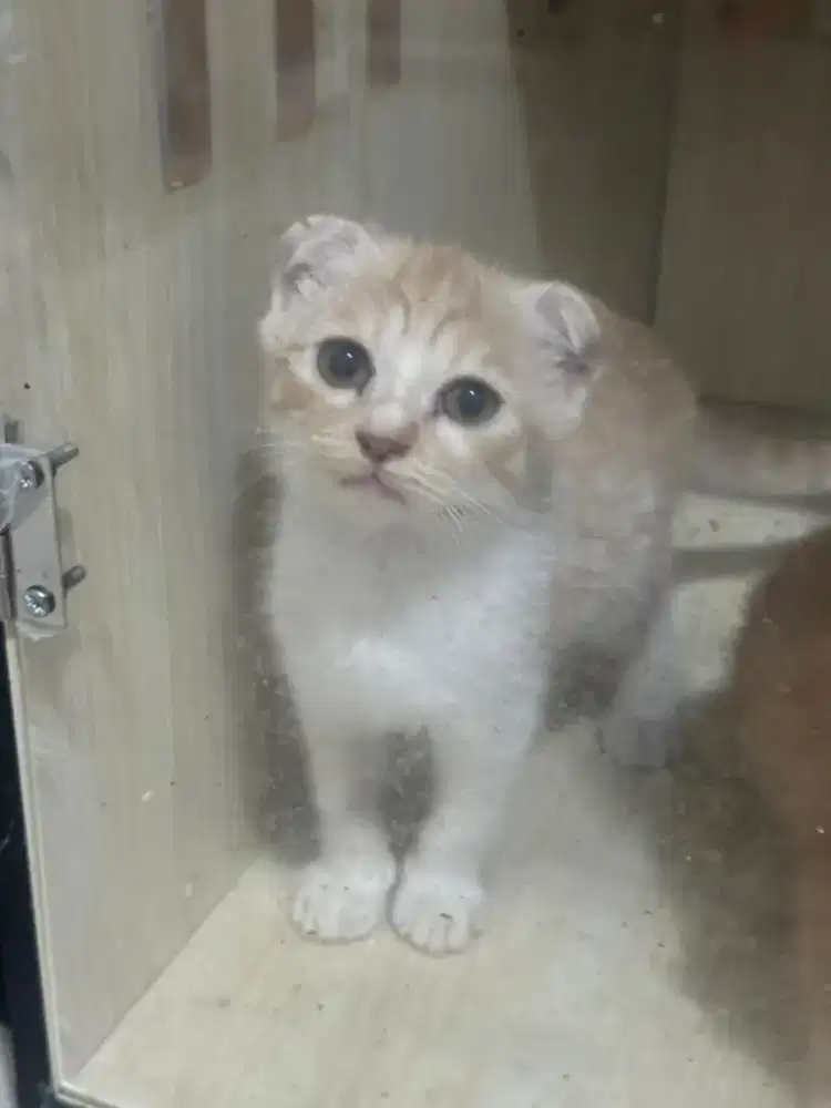 Kucing scootiesfold kitten betina