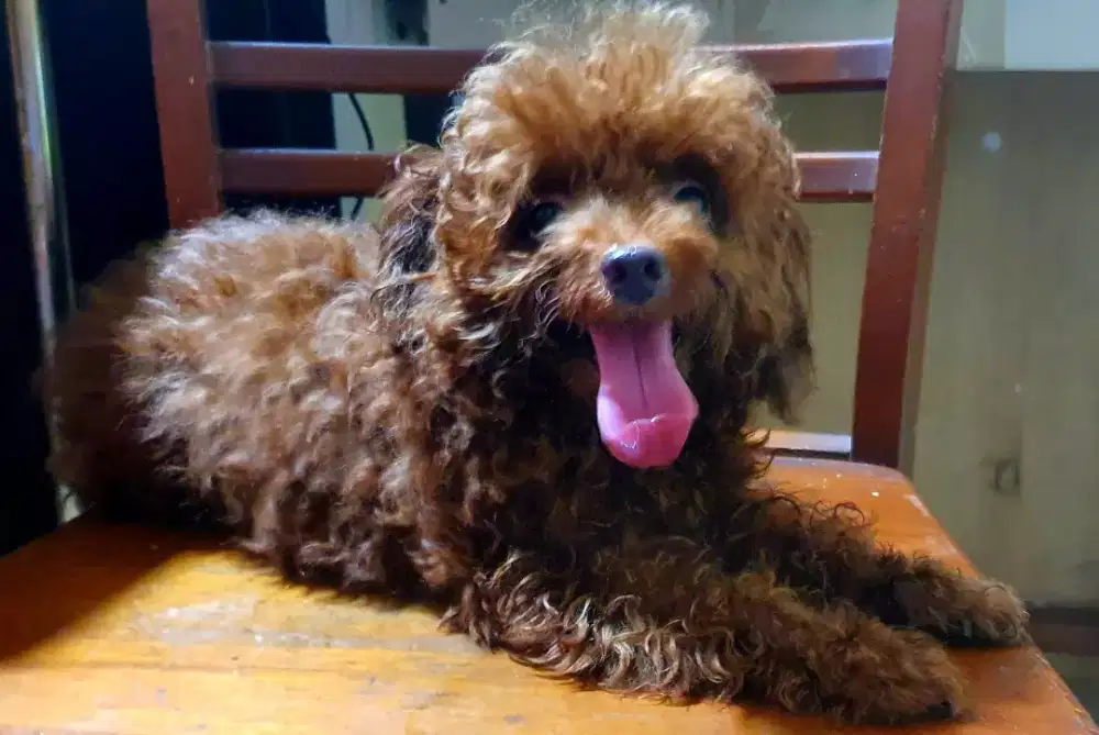Anjing Mini Toy Red Poddle