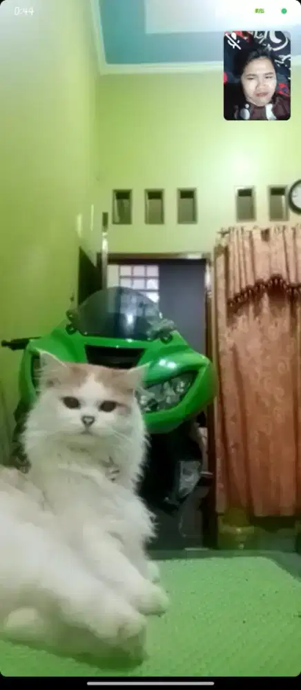 Lepas adopsi kucing anggora murah aza, boleh nego.