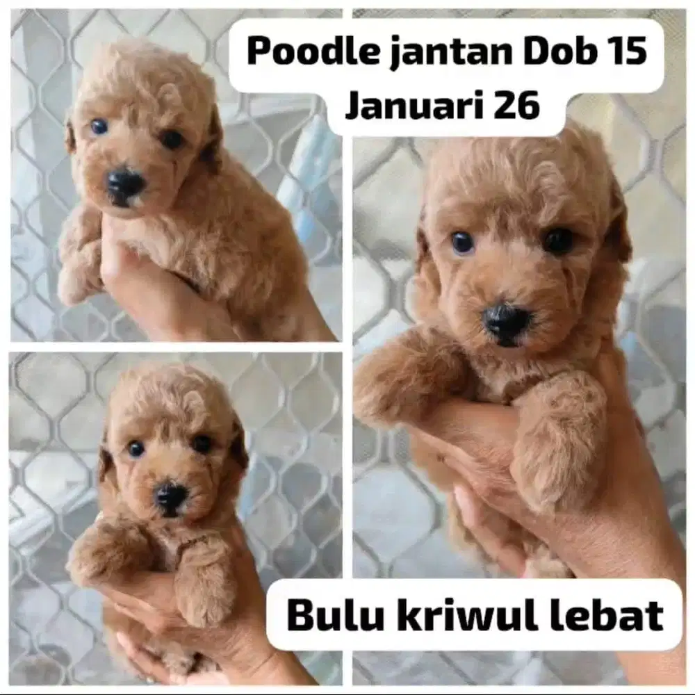 Toy Poodle Jantan Male