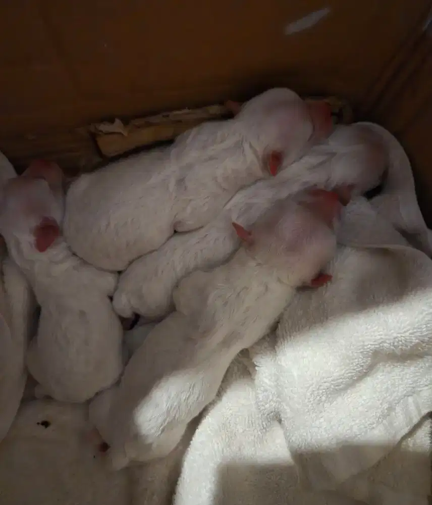 Bichon frise open book