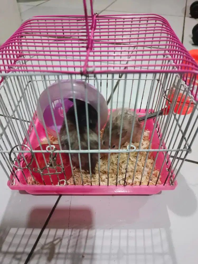 Hamster sepasang