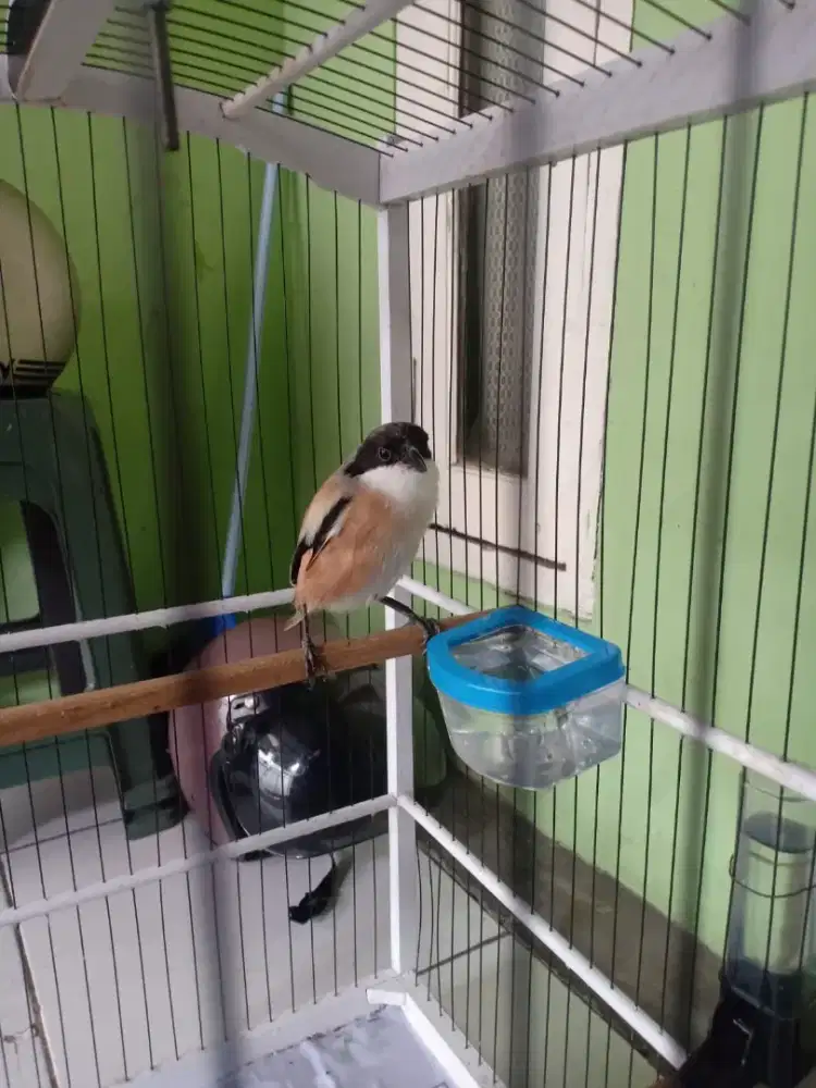 Cendet gacor mulus jatim