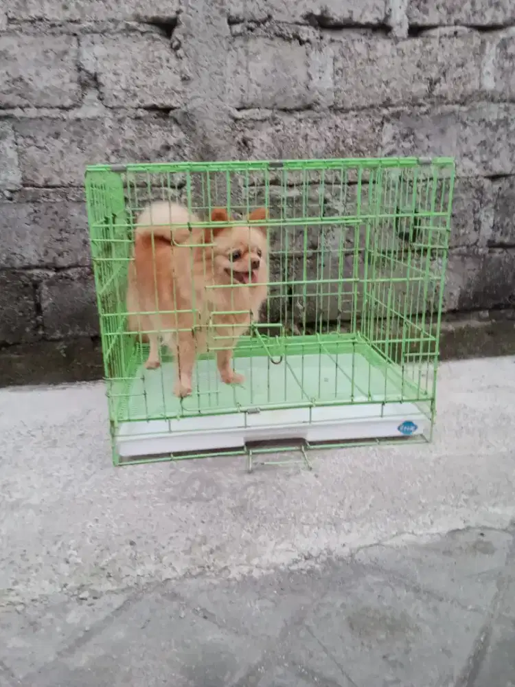 Pomeranian size mini, betina usia 11 Bln, belum pernah melahirkan,