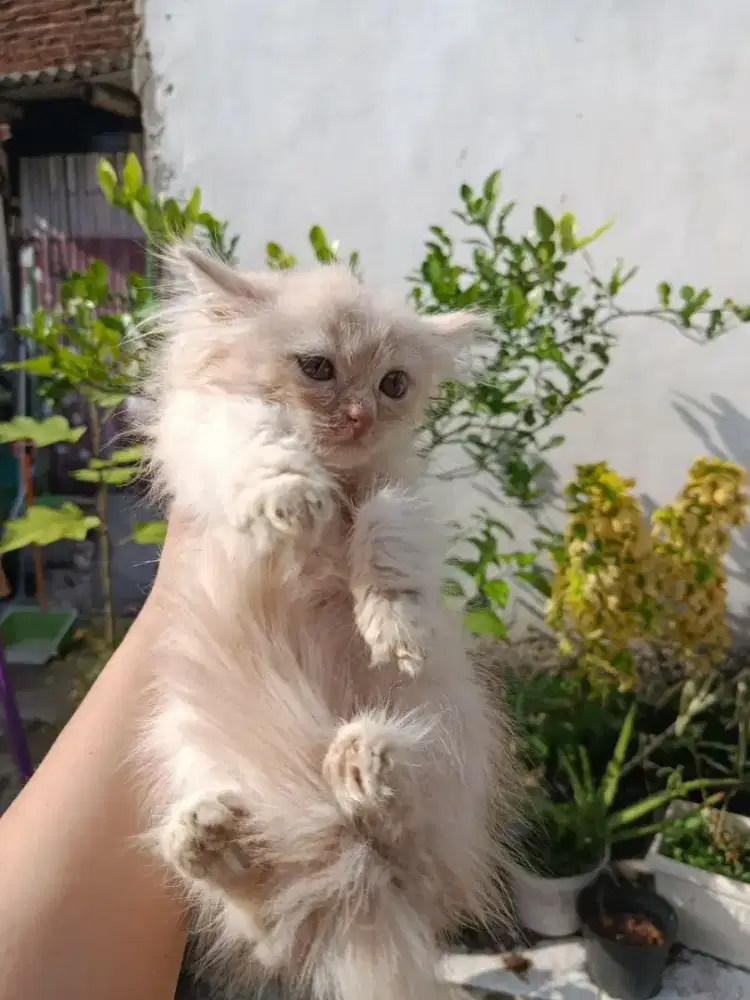 Persia Flatnose Jantan Cream