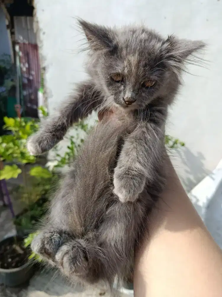 Persia Flatnose Abu Turqoise