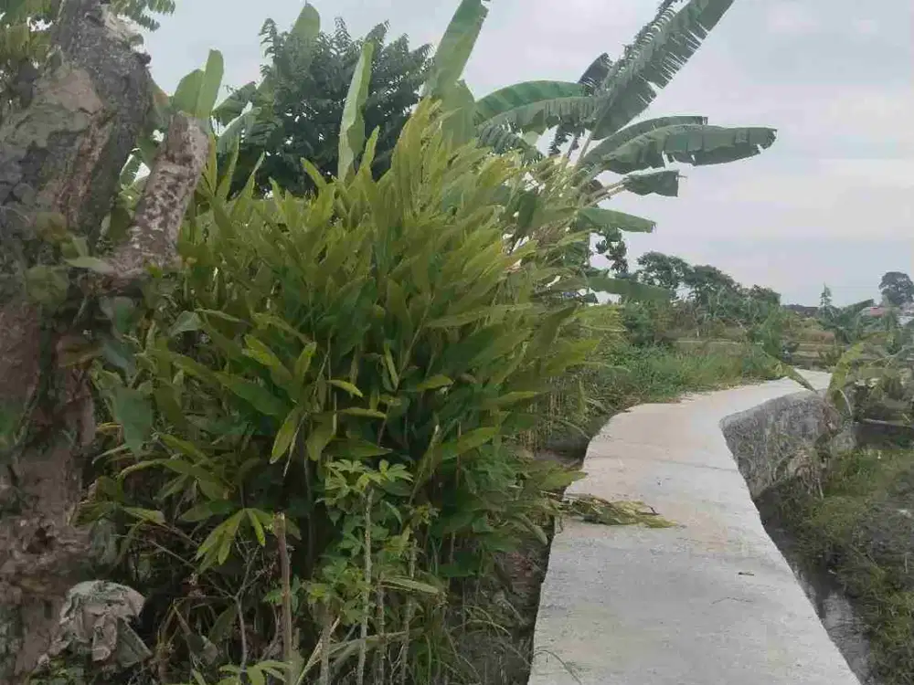 dijual global tnh tegalan super murah di siulan denpasar