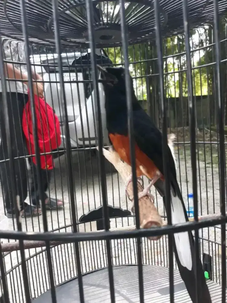 Murai batu f4 pastol pe19 gacor