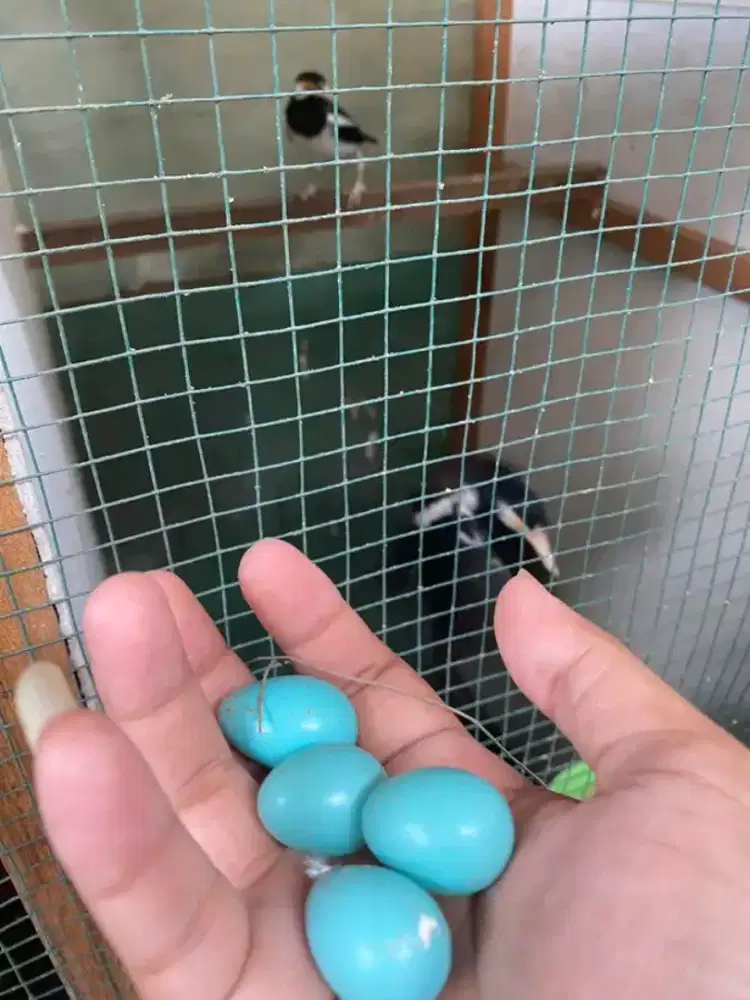 Sepasang jalak suren jawa siap produksi