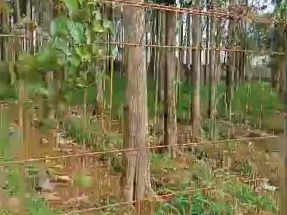 for sale tanah darat sudah ada pohon jadi berusia 15 tahun