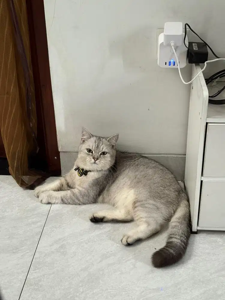 Kitten britsh short hair bsh silver