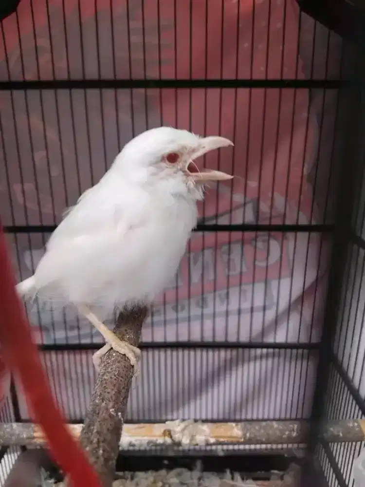 Kolektor masuk cendet albino mm mutasi dewasa