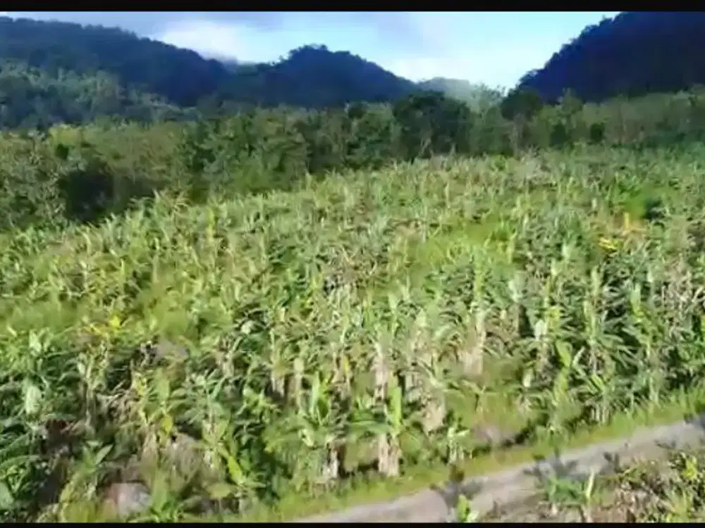 Dijual cepat perkebunan dan tambang di Desa Cikadu,Pelabuhan ratu