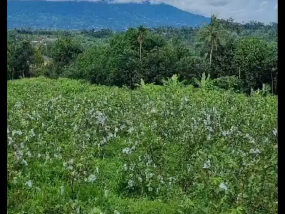 TANAH KEBUN BERNILAI.KEBUN JAMBU KRISTAL SEKITAR 20MENIT TOL