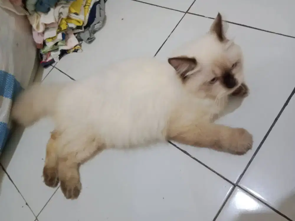 Kucing Himalaya kitten harga net