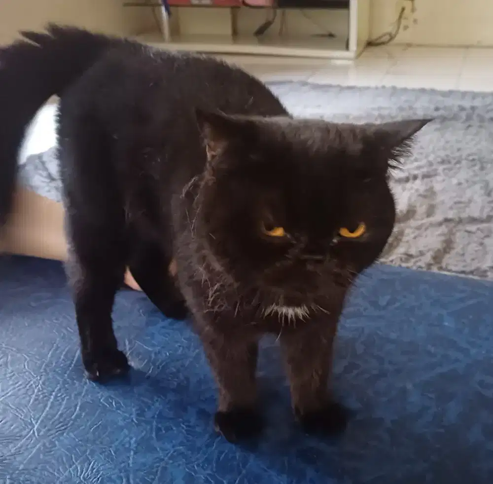 Kucing peaknose dewasa