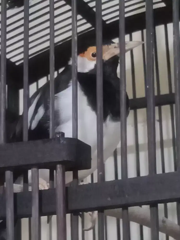 Jual jalak suren Jawa gacor fs