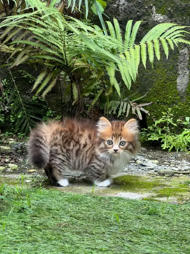 Kucing Munchkin kitten