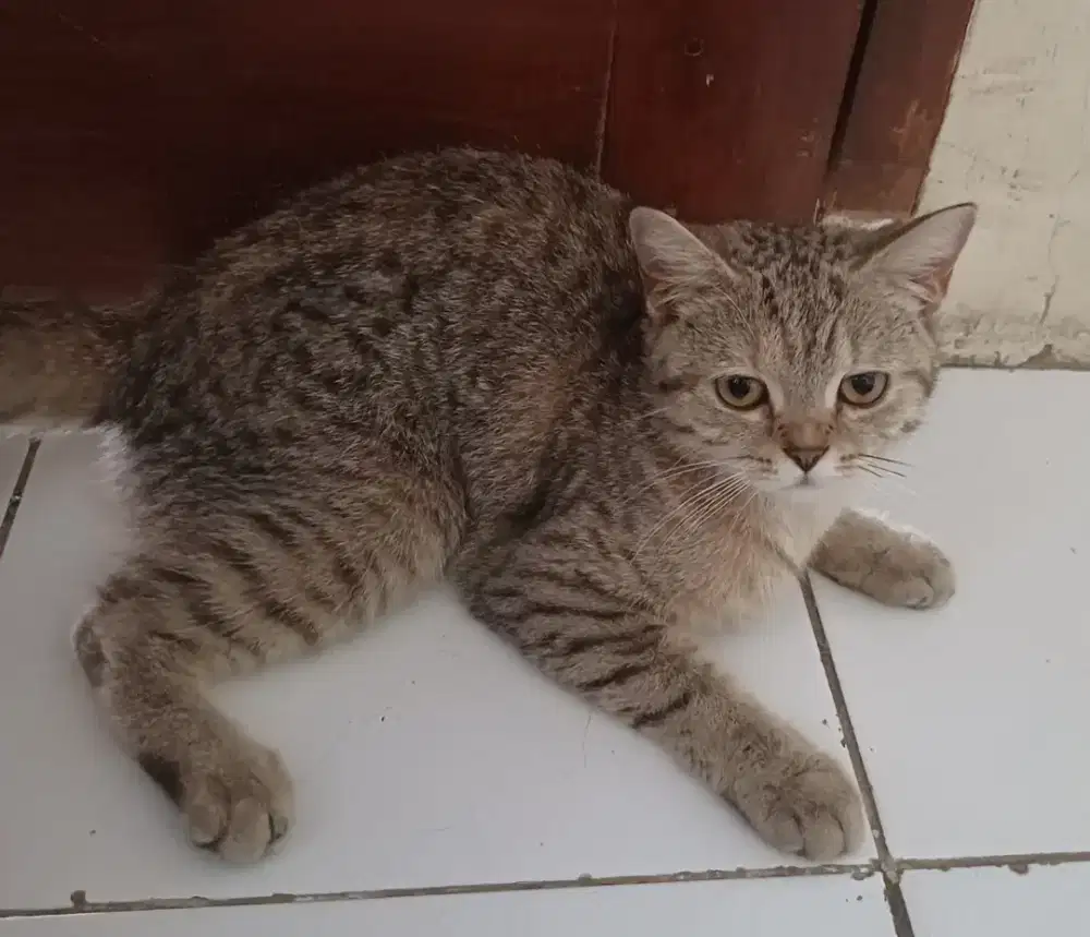 Kucing Scottish straight remaja