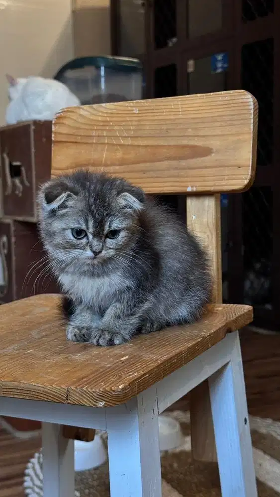 Kucing scotish fold jantan kitten murah