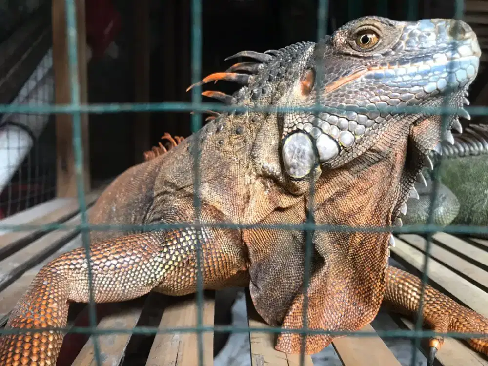 Iguana Red dan Green Pasangan