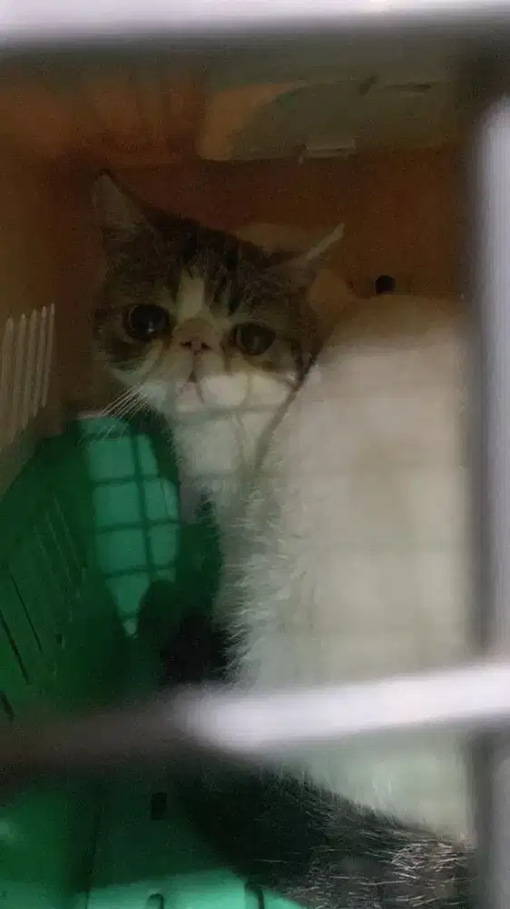 Kucing Persia Peaknose Exo Betina