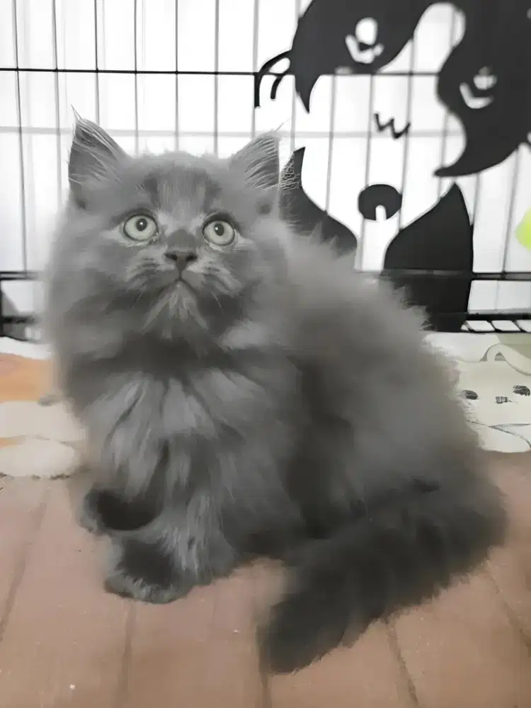 persia flatnose betina