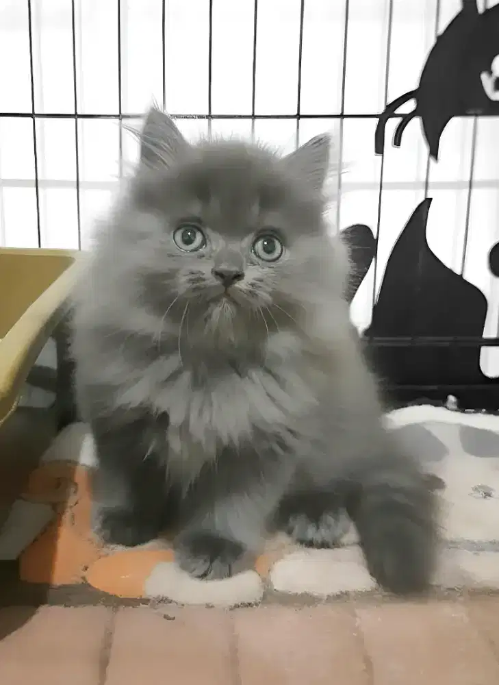 Persia Flatnose Jantan