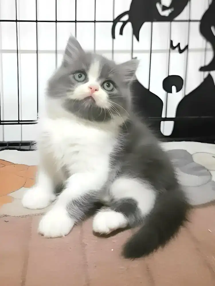 Persia flatnose jantan