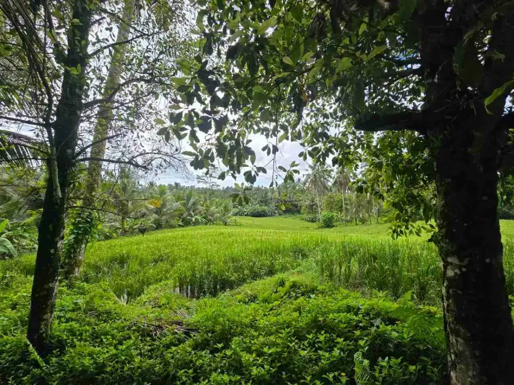 Dijual Tanah Kebun View Sawah TeraseringTabanan Bali