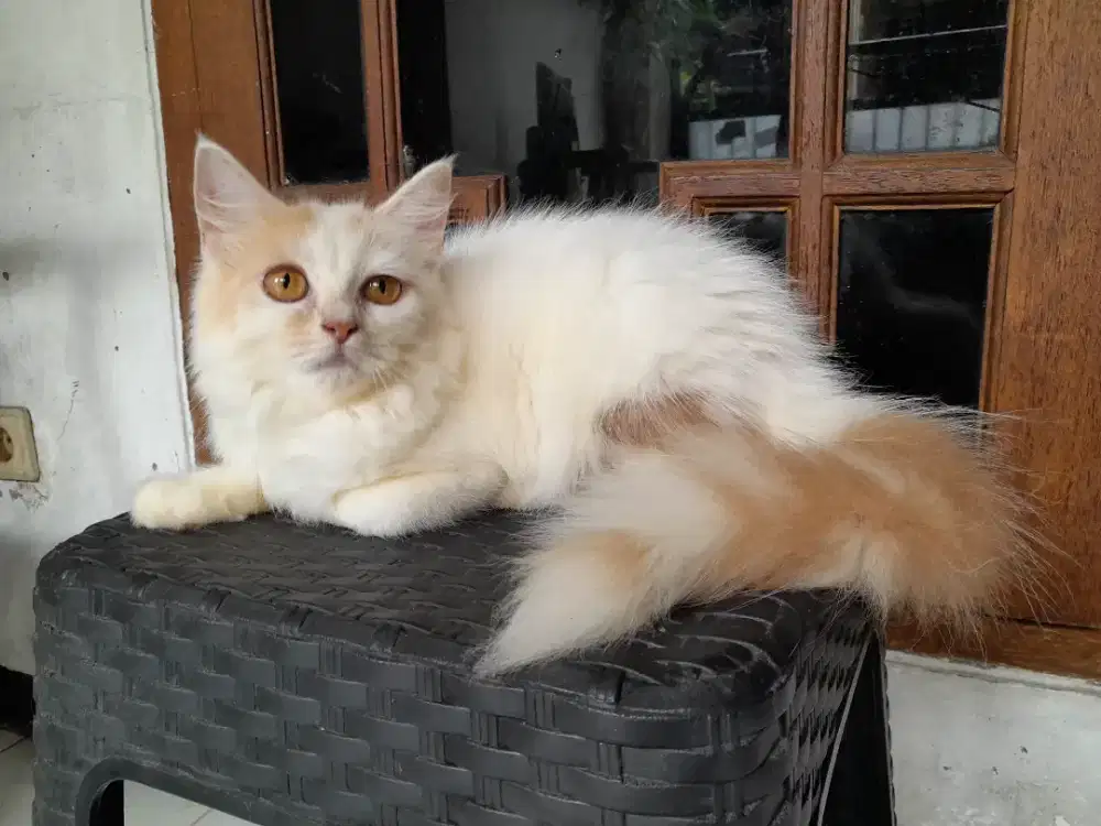 Kucing persia/betina/4 bulan