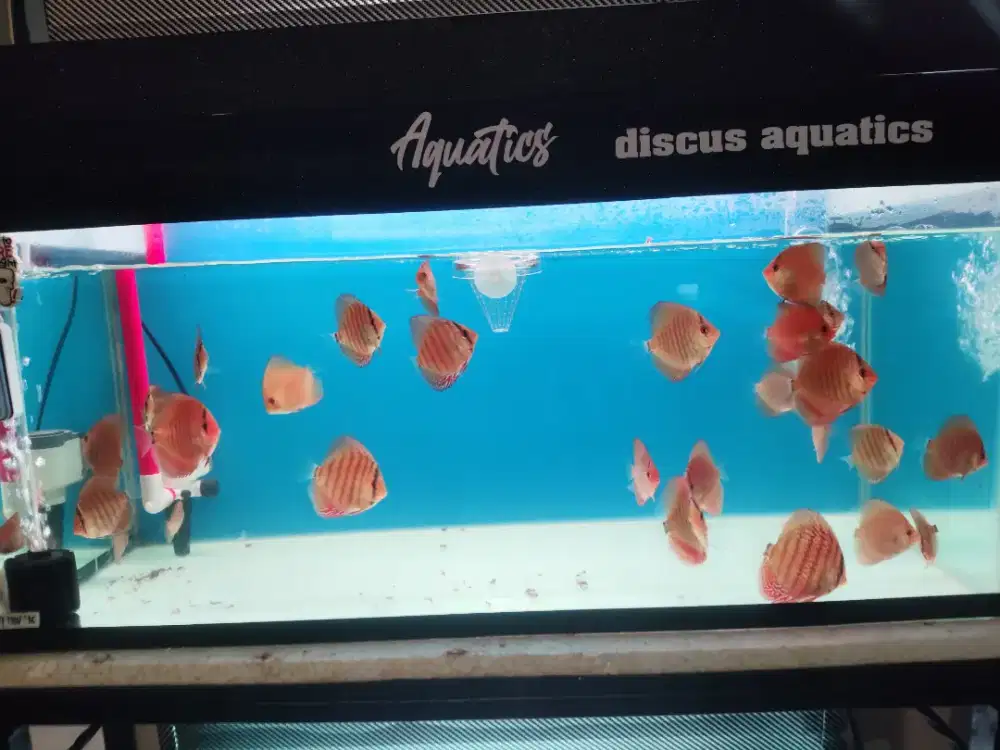 Ikan discus / ikan diskus