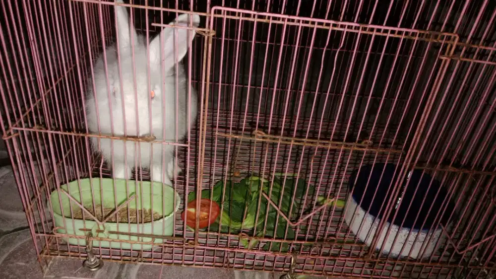 Kelinci putih mata merah