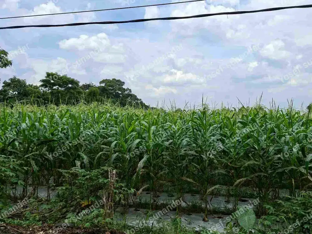 Di jual tanah Darat sangat cocok untuk villa