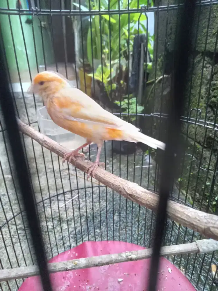 Burung kenari betina siap ternak